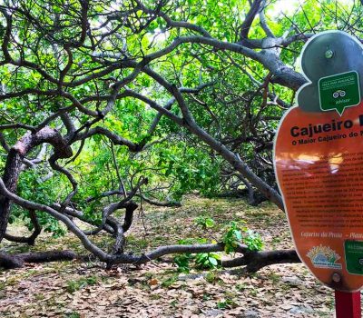 Cajueiro Rei